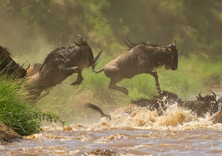 Parc national du Serengeti (centre ouest/est)