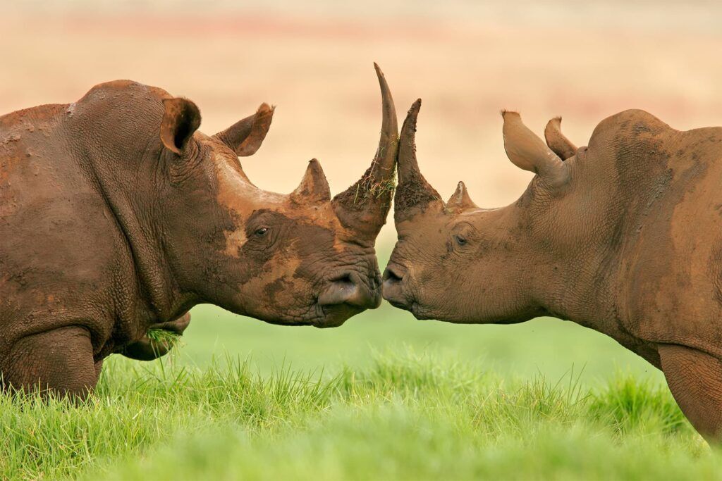 Rhinocéros en Tanzanie
