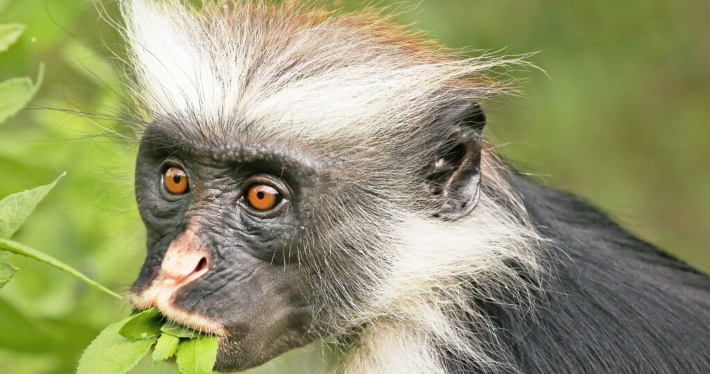 Zanzibar-Tanzania-Jozani-forest-aap-1900x1000
