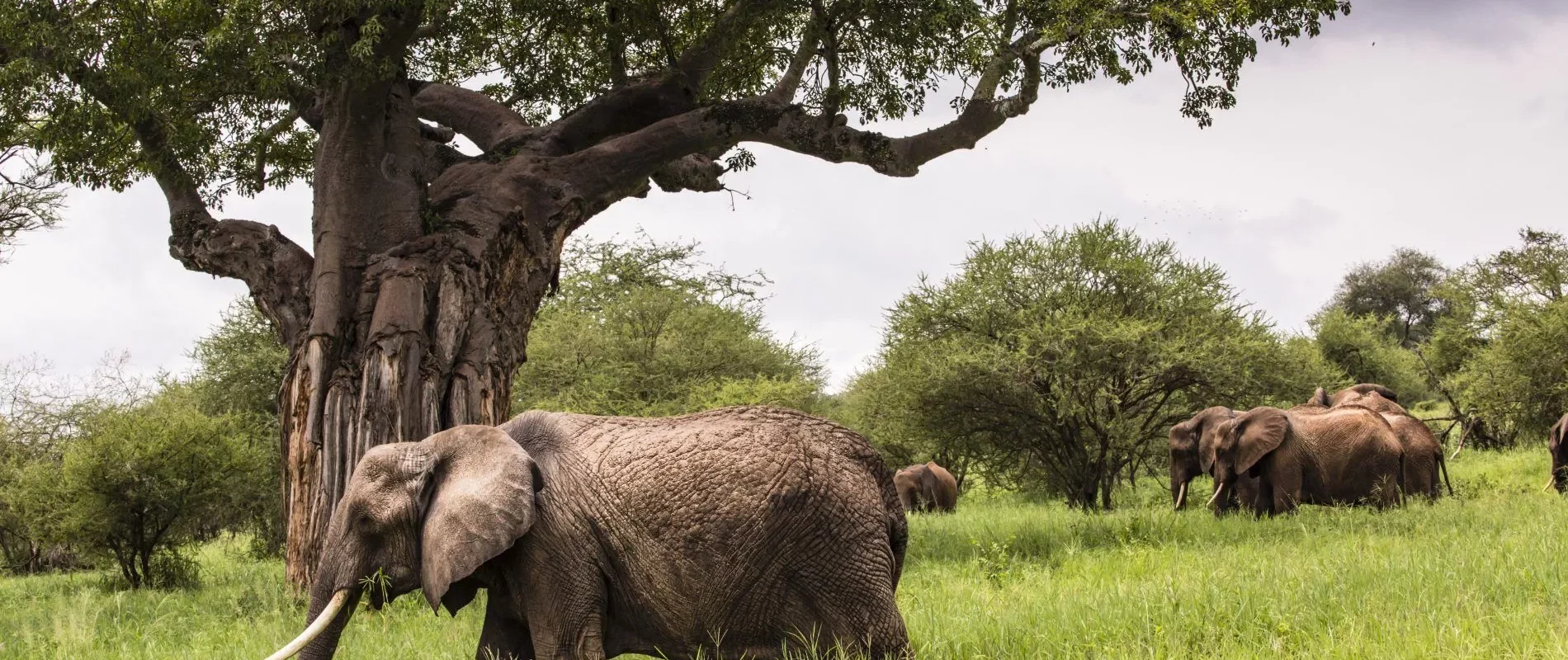 group of elephants in tarangire national park