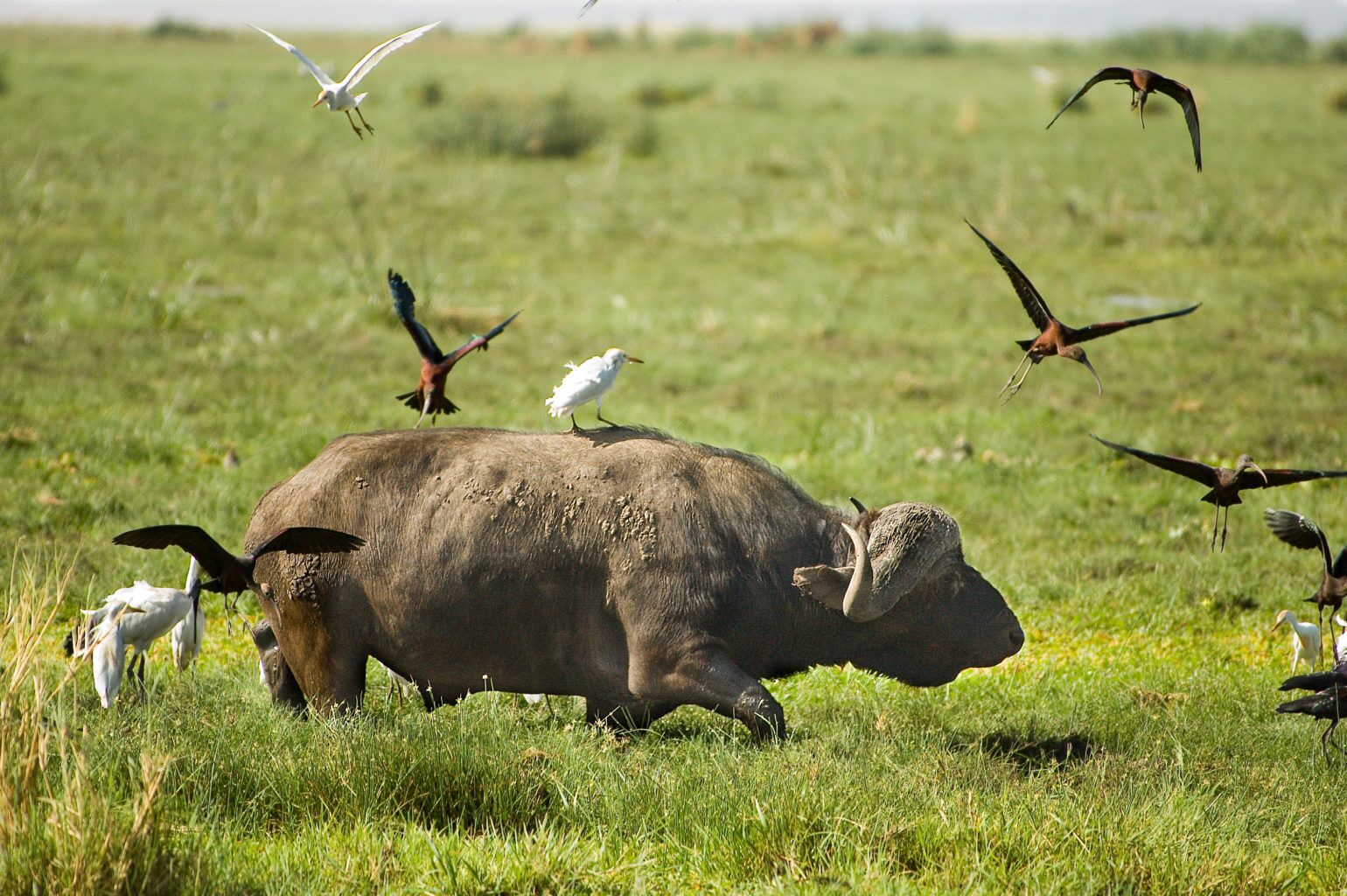 Parc national du lac Manyara