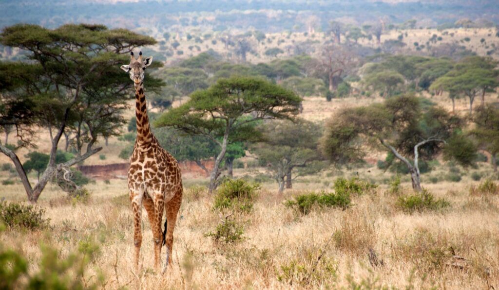 Safari à pied dans le parc national de Tarangire