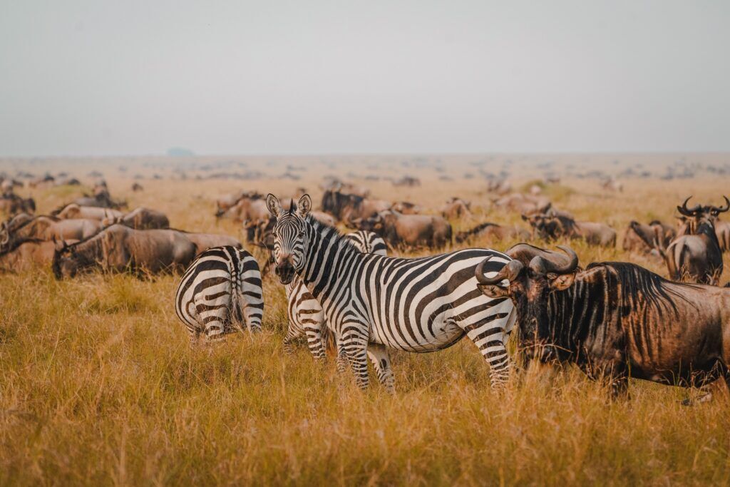 IM_KE_@lukas.sedlmeier_Zebras and wildebeests Great Migration