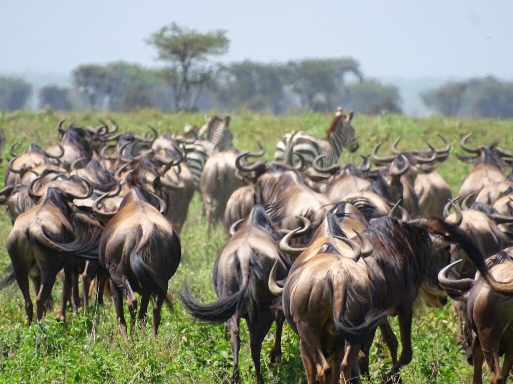 IM_TZ_NDU_Wildebeests and zebras walking 1