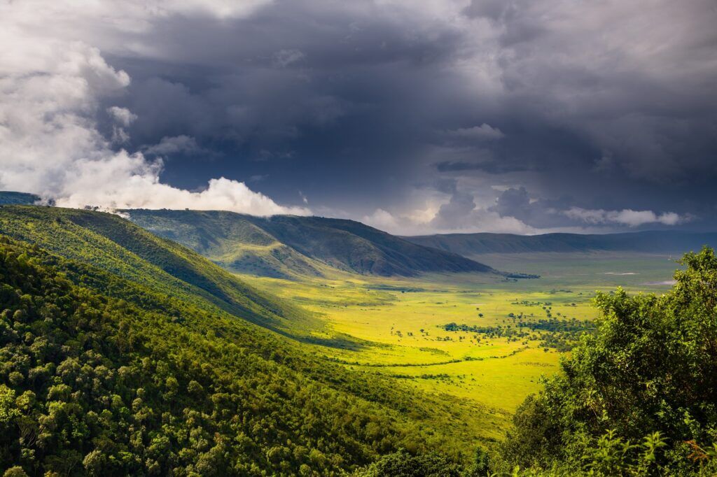 Forest,In,The,Ngorongoro,Crater,-,Tanzania