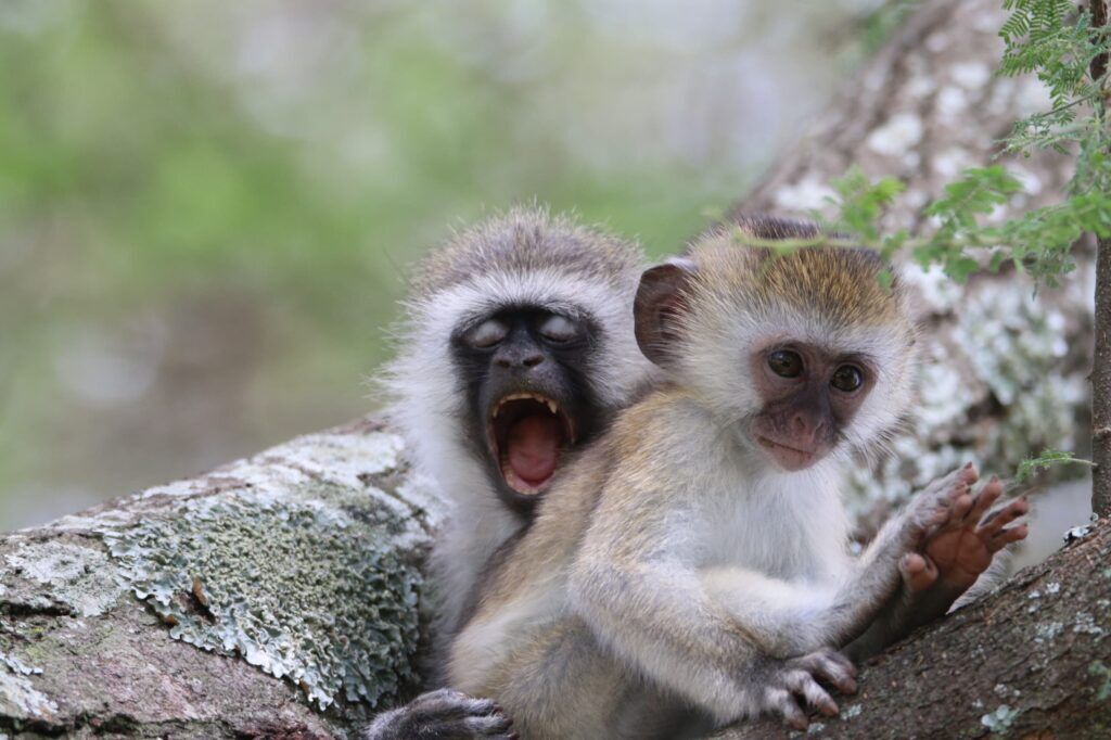 IM_TZ_TAR_Baby vervet monkey playing with mom 2