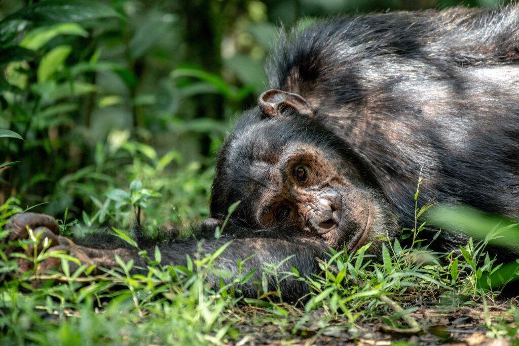 IM_UG_KIB_Chimp laying close-up 3