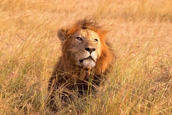 safari in Tanzania and Kenya masai mara lion