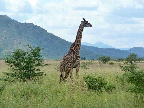 Mkomazi national park giraffe
