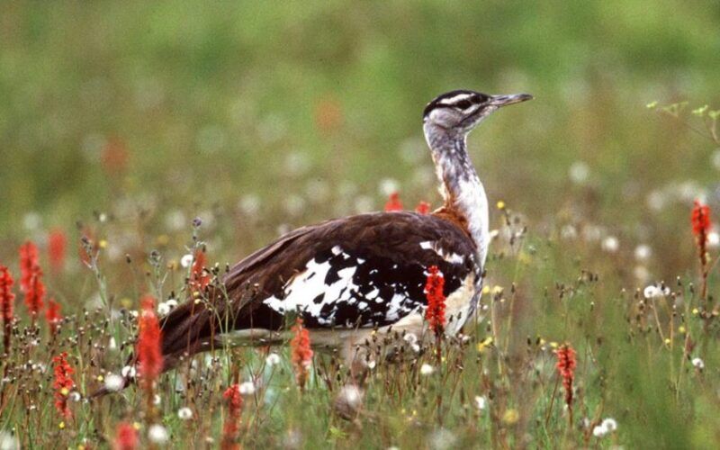 kitulo plateau national park bird