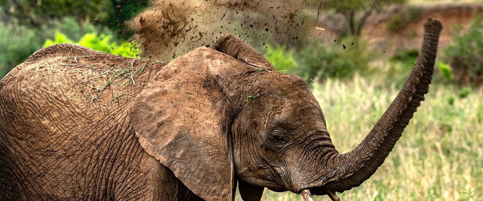 baby elephant tanzania