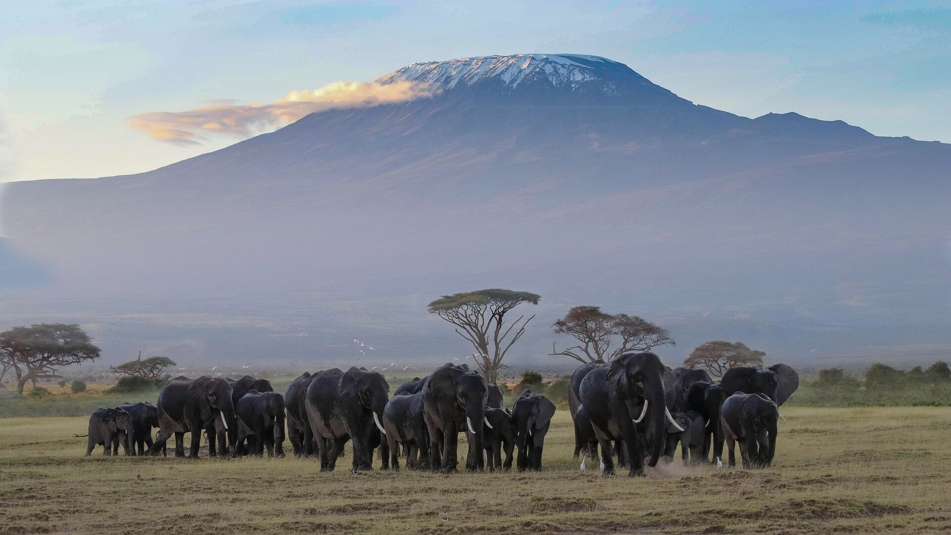 Troupeau d’éléphants face au Kilimandjaro