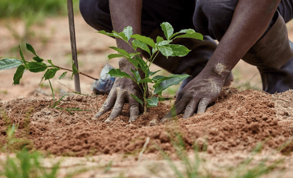 Mains qui plantent un arbre