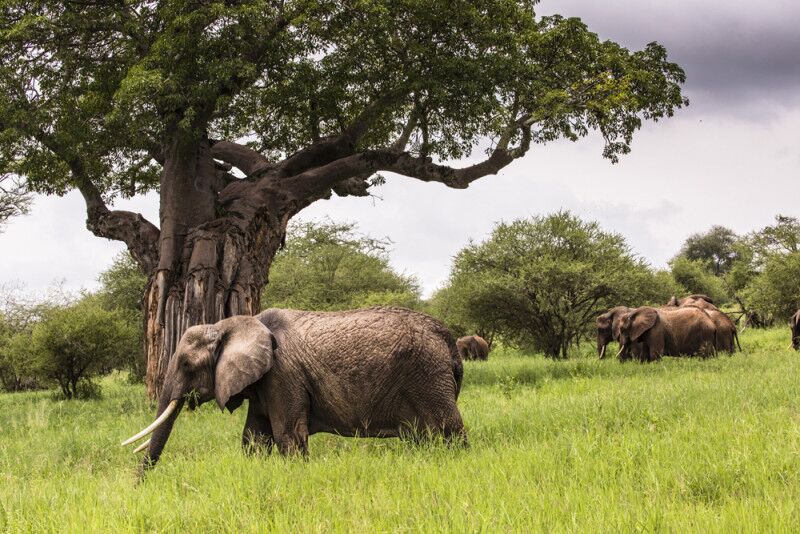 Parc national du Tarangire