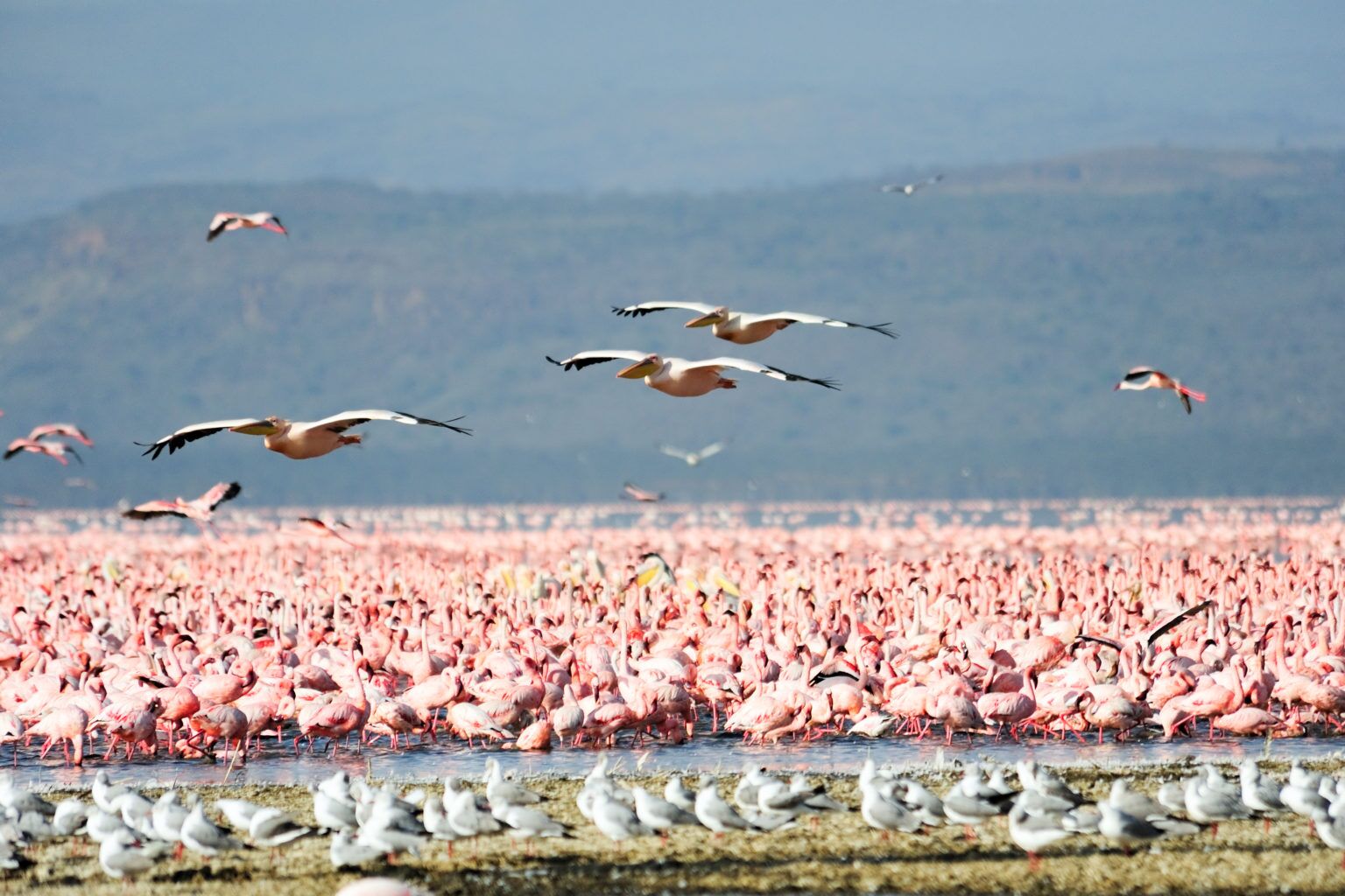 Parc national du lac Manyara