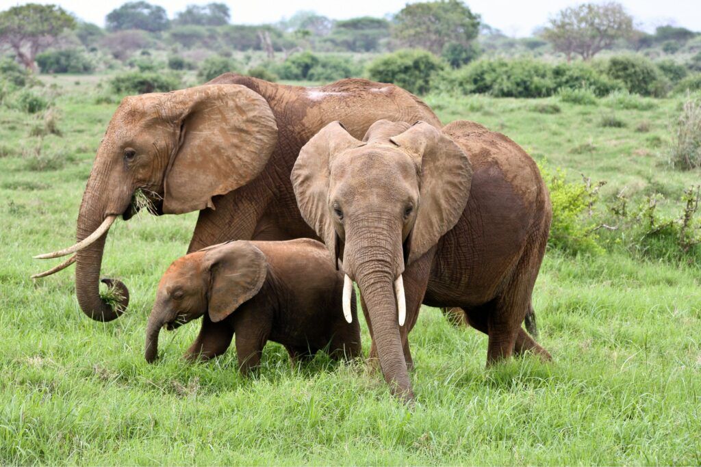 Famille d'éléphants