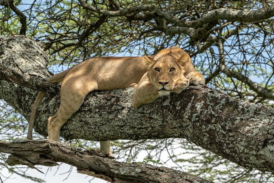 Parc national du lac Manyara - Prestige