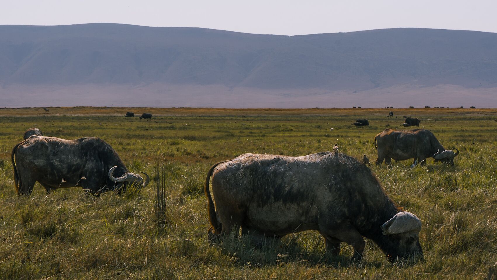 Le cratère du Ngorongoro - Prestige