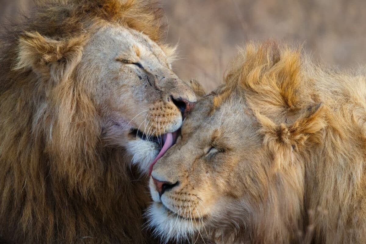 Couple de lions au Ngorongoro