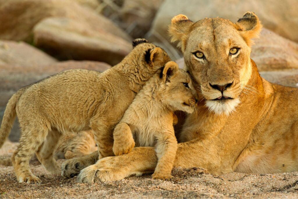 Une lionne et ses petits