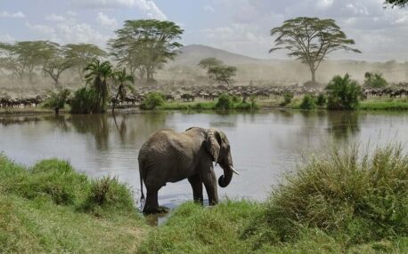 Tanzania elephant by water
