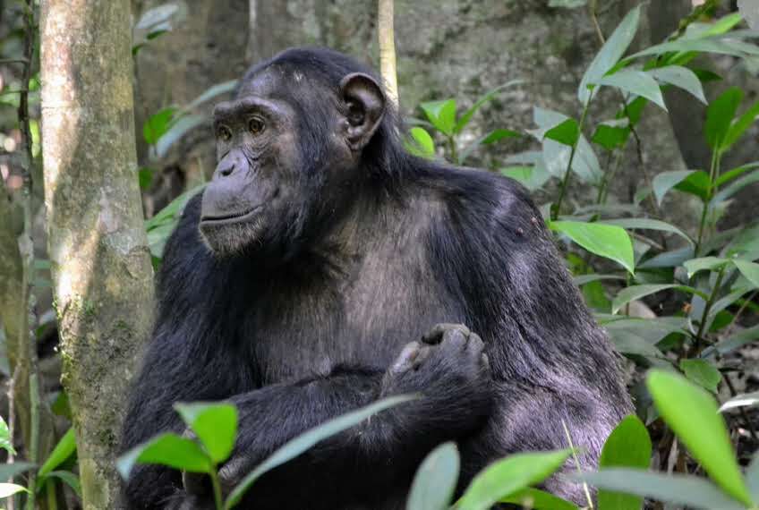 IM_UG_KIB_Chimp-sitting-2