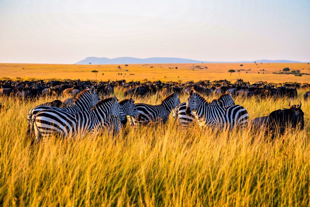 Zebras