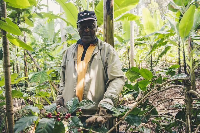 la café de la Tanzanie