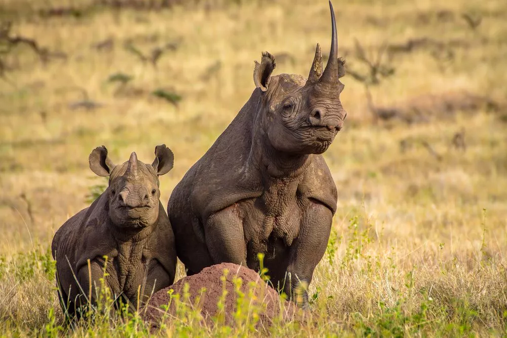 Rhino's