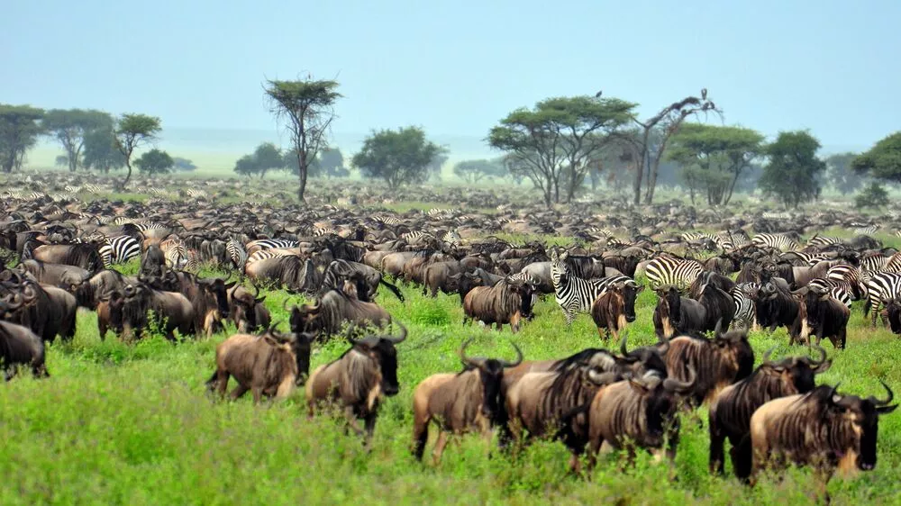 The Great Migration in Serengeti National Park