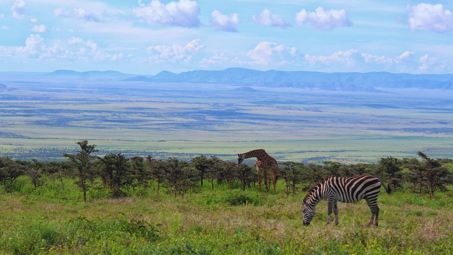 Une girafe et un zèbre dans une plaine en Tanzanie