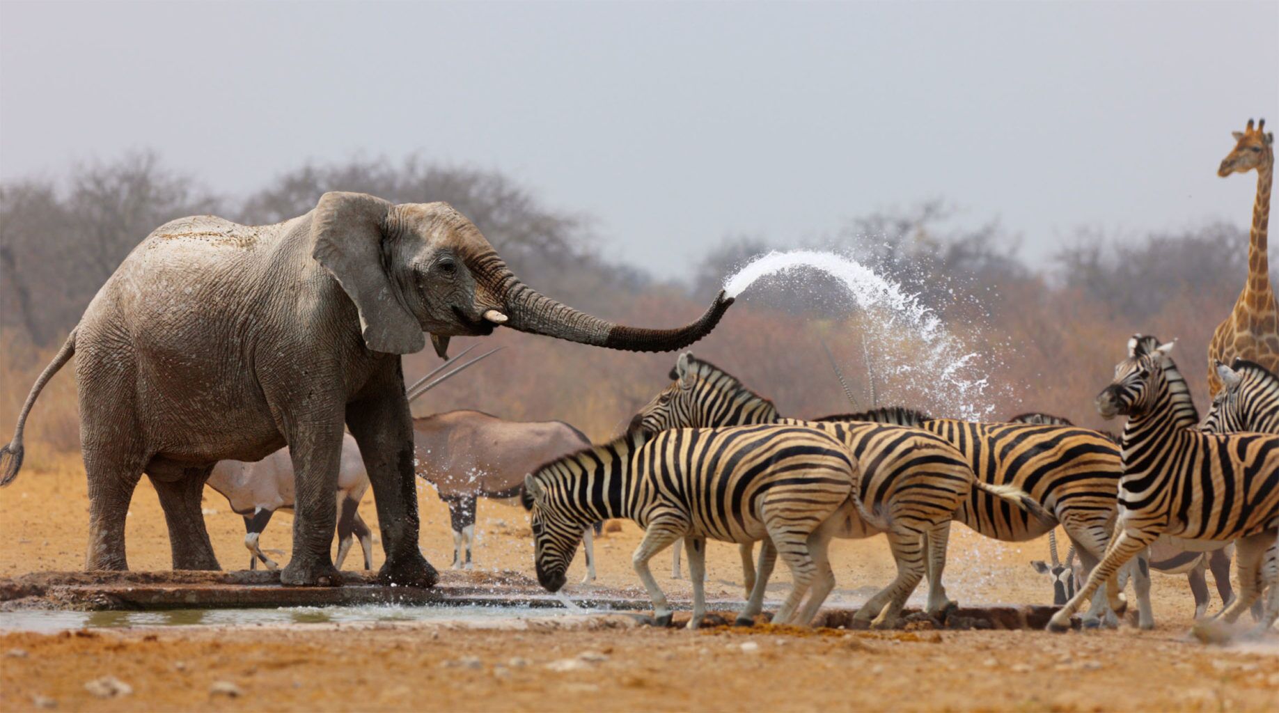 Parc National d'Arusha