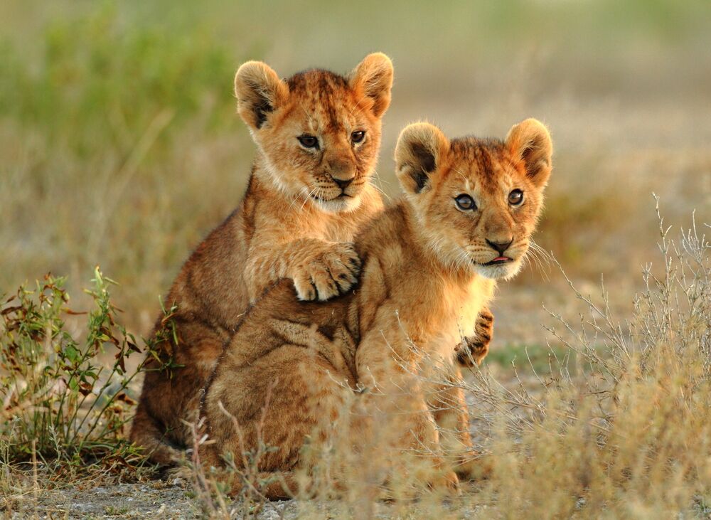 Parc national du Serengeti en avion - Prestige