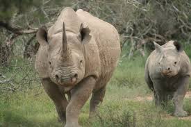 Parc national de Mkomazi