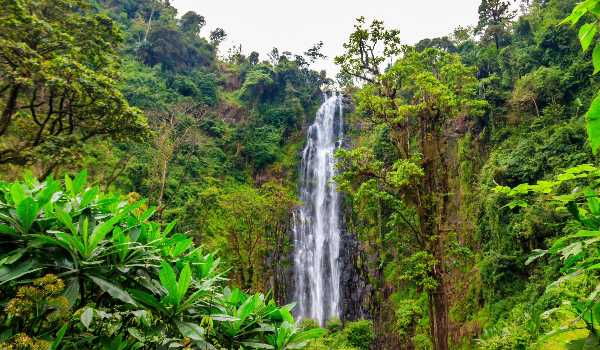 Randonnée de Materuni jusqu'à la cascade de Kuringe