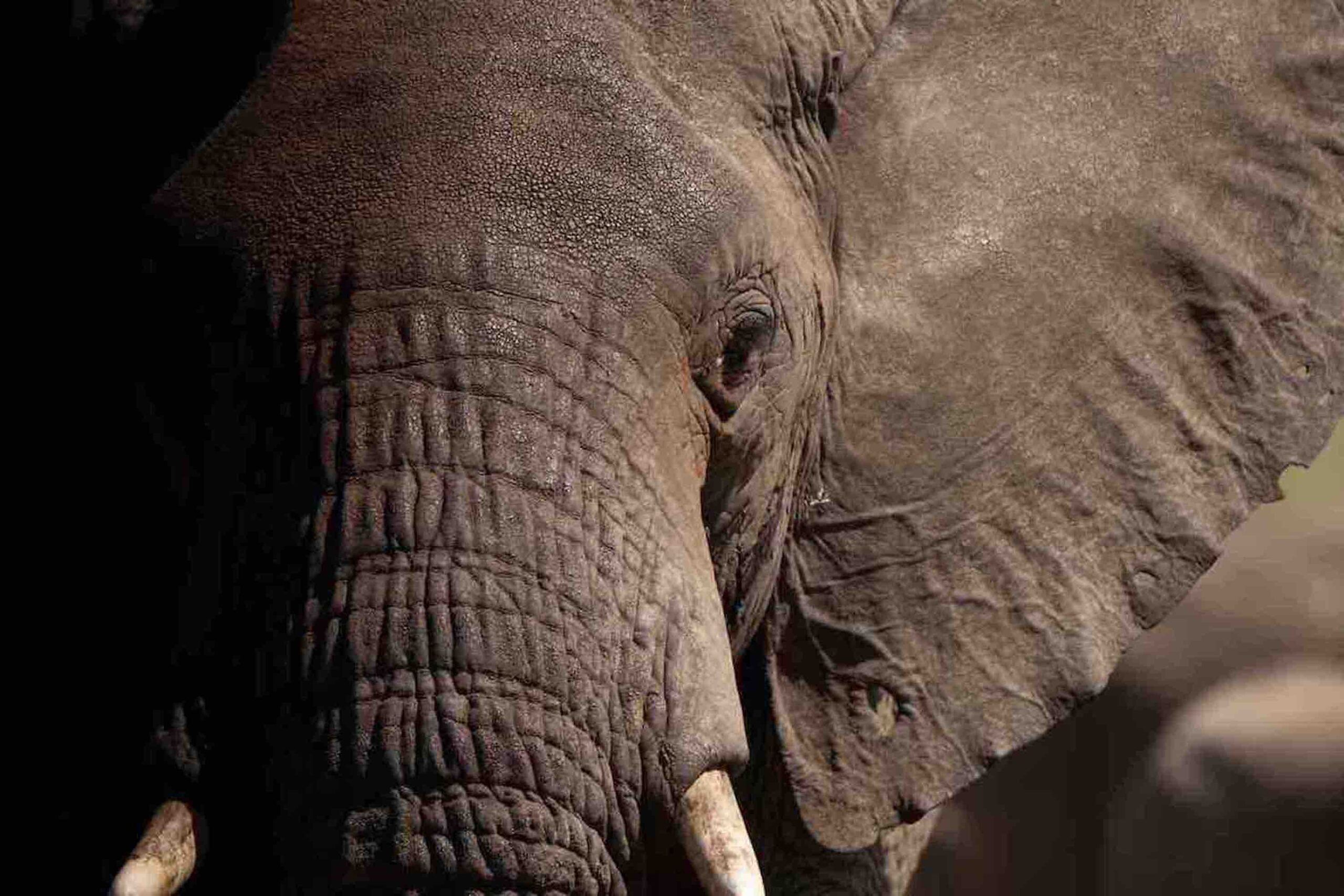 Parc national de Tarangire - Prestige
